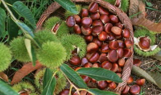 怎么保存新鲜板栗 新鲜板栗怎么保存