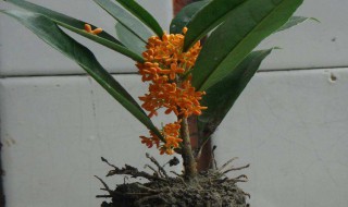 桂花插枝方法 一定要注意这些细节