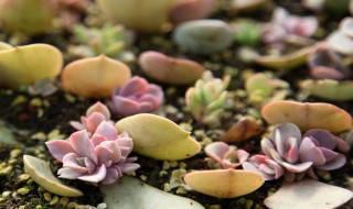 沙子可以种植哪些植物 什么植物适合种在沙子里