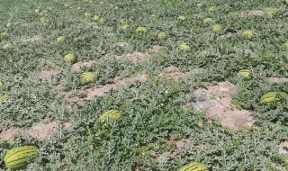 西瓜开花到成熟要多久 西瓜的管理方法