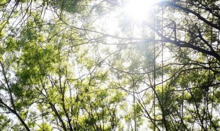 最新清晨祝福问候语 最新清晨祝福问候语列述