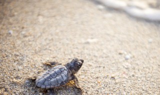 乌龟爱吃什么 乌龟爱吃的食物简述