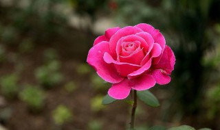 四季常开的花有哪些 有什么花是四季都开的