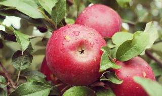 昭通特产有哪些 昭通有什么特产