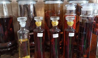 红豆杉泡酒方法如下 这样泡的酒最好喝