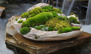 苔藓的养殖方法 苔藓怎么养殖