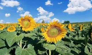 向日葵怎么种植方法 向日葵种植方法简单介绍