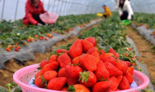 草莓没吃完怎么保存 草莓的保存方法