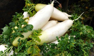 白萝卜怎么保存 土坑储存冷藏保存