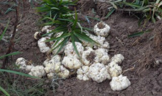 百合花种球怎么保存 保存方法如下