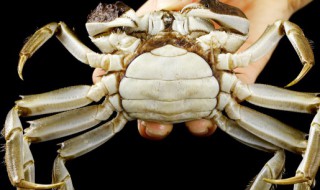 蟹黄粥的正确方法 蟹黄粥的正确方法简述