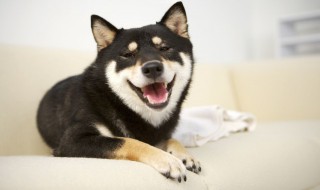 哈士奇跑步训练方法 如何训练哈士奇随行