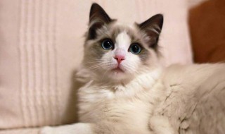 冬天猫咪窝制作方法 冬天猫咪窝如何制作