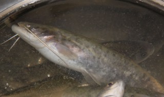钓鱼塘鲶鱼技巧 钓鲶鱼的技巧