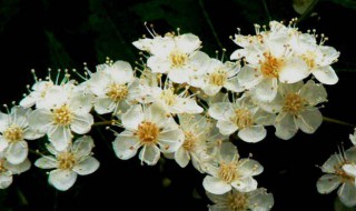 珍珠梅养殖方法 珍珠梅的养殖方法说明