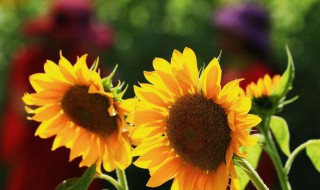 励志语录简短 励志简短的语录有哪些