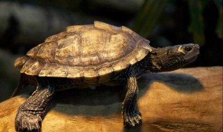 乌龟喜欢吃什么食物 乌龟喜欢吃的食物有哪些