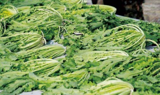 雪菜腌制方法 雪菜的腌制步骤