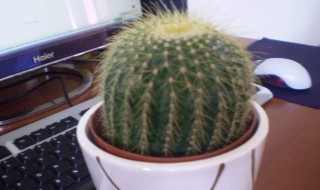 金虎的摆放风水 摆放在什么地方比较好