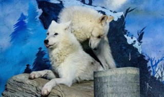 狼格言霸气简短 狼格言霸气简短有哪些