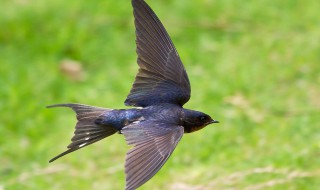 燕子吃什么食物 燕子是吃什么的