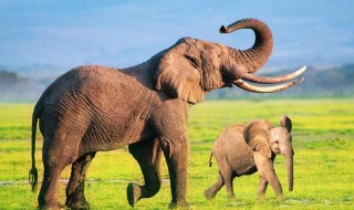 大象爱吃什么 大象生活习性介绍