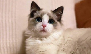 猫咪怎么养 养猫咪方法