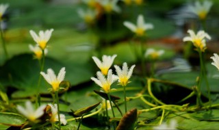 荇菜怎么读 荇菜是什么意思