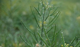 细雨蒙蒙的句子 关于细雨蒙蒙的唯美句子