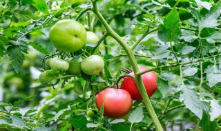 番茄高产的种植方法 番茄高产如何种植