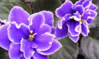 紫罗兰怎么养 紫罗兰如何养殖