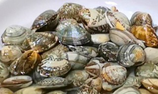 花蛤晒干方法 关于花蛤晒干的方法