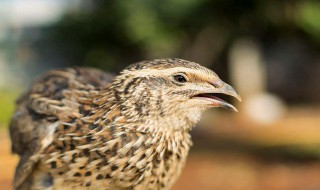 鹌鹑怎么分公母 鹌鹑分公母方法