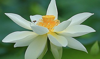 什么是菩提心 本体是什么呢