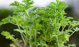 驱蚊草修枝方法 驱蚊草怎么修剪