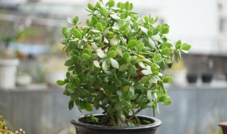 玉树苗栽培方法 玉树怎么种植