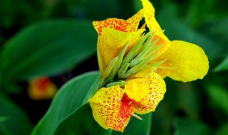 美人蕉修剪方法 美人蕉修剪方法是什么