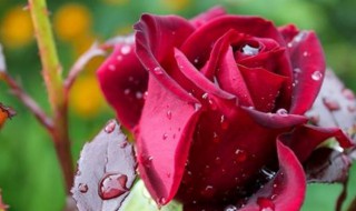 玫瑰修剪方法 玫瑰修剪的作用