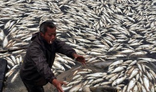 鱼塘加温正确方法 鱼塘加温好方法