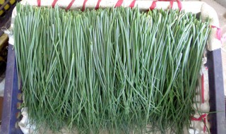 沙葱腌制方法 腌制方法如下