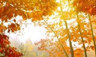 深秋的问候语经典语录 深秋的问候语经典语录有哪些