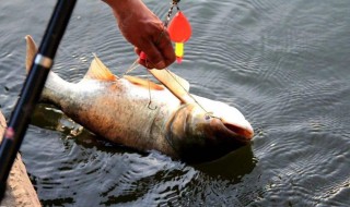 怎么钓鲢鳙 一定要掌握这些技巧