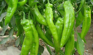 腌辣椒怎么腌好吃 腌辣椒好吃的做法