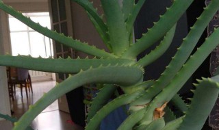 龙爪的功效和使用方法 龙爪的功效和使用方法介绍