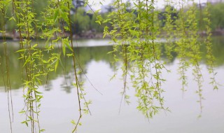 柳条像什么比喻句 柳条像什么比喻句集锦