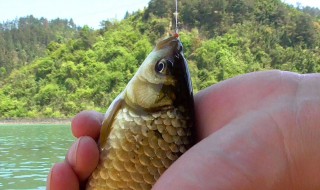 春天钓鲫鱼技巧指南 春天钓鲫鱼有什么技巧