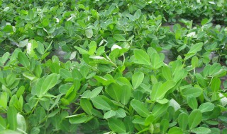 无农药种花生技巧 花生种植技巧