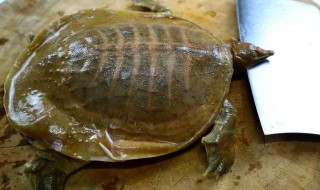 甲鱼怎么保存 这样保存的甲鱼最新鲜