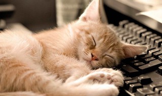 关于猫的温暖文字简短 关于猫的唯美简短句子