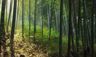 毛竹保青方法 毛竹怎么保青